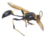 Wasps