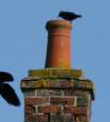 How do I keep flies and bird nest material from coming down my fireplace chimney flue?