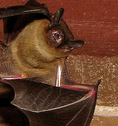 Bat in Chimney