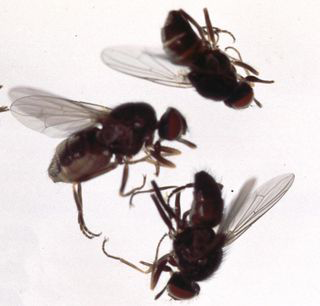 Flies in fireplace