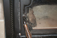 I have birds coming down through the fireplace chimney into the House!