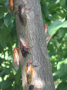 How to sound proof my home from a 17 Year Cicada Locust noise?